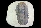 Reedops Trilobite Fossil - Morocco #75467-5